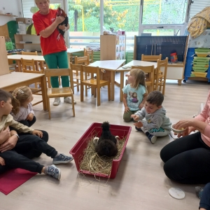 Kokošja družina Kokošja družina