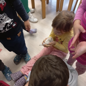 Kokošja družina Kokošja družina