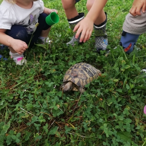 Želva na obisku